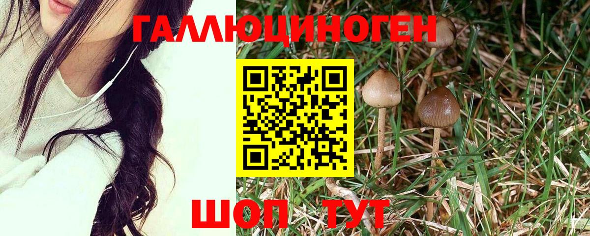 Коркино  Псилоцибиновые грибы GOLDEN TEACHER  магазин продажи   Вход с VPN 